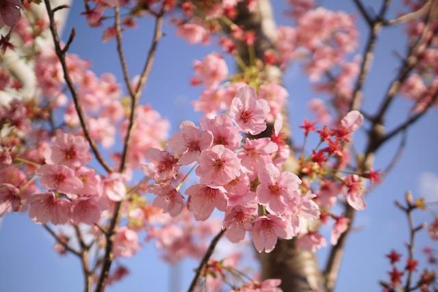 Super detailed “Cherry Blossom Front” forecast map｜めっちゃ詳しい「桜前線」予想図